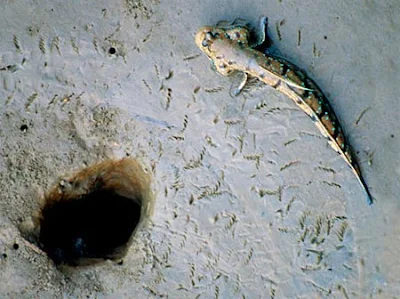 Tempakul, Glodok, Ikan Lumpur